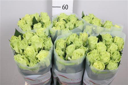 Rosa grootbloemig Camouflage!