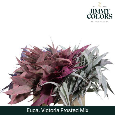 Eucalyptus globulus kleurbehandeld H%