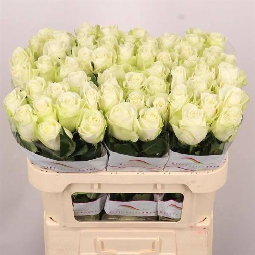 Rosa grootbloemig Snowstorm+