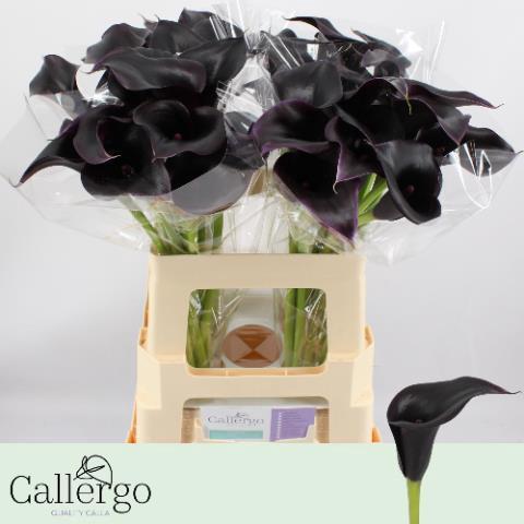 Zantedeschia 'Cantor'