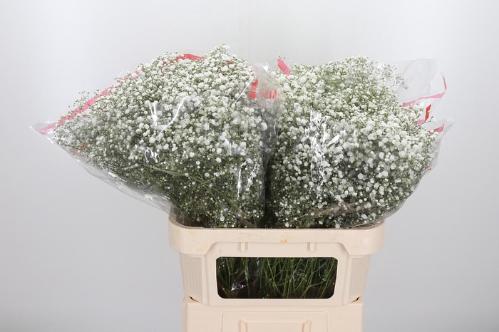 Gypsophila paniculata Xlence