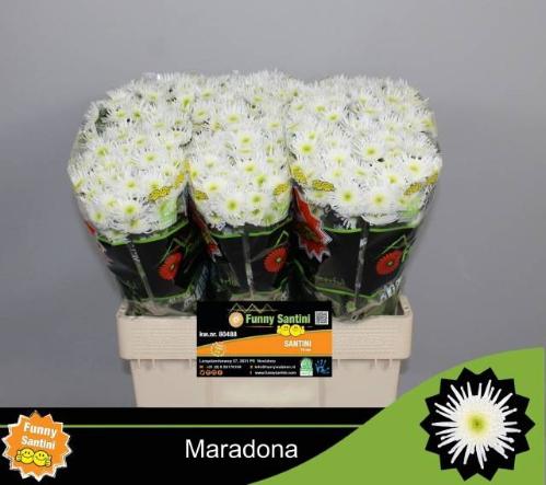 Chrysanthemum (Indicum Grp) tros santini Maradona