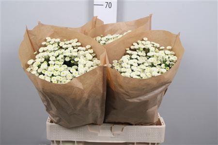 Tanacetum parthenium 'Rio'