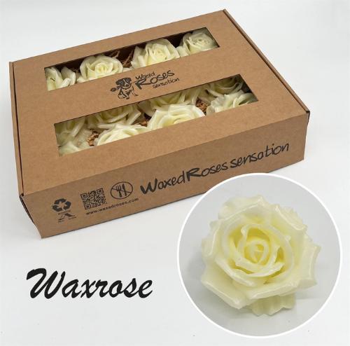 Rosa grootbloemig gewaxt H%