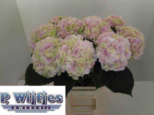 Hydrangea macrophylla 'Verena' (classic)