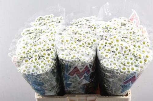 Chrysanthemum Indicum Grp tros santini Madiba Lindi White