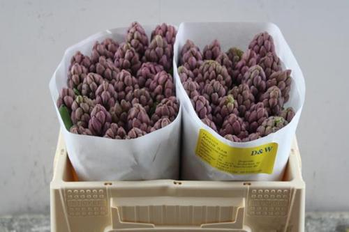 Hyacinthus orientalis 'Anna Liza'
