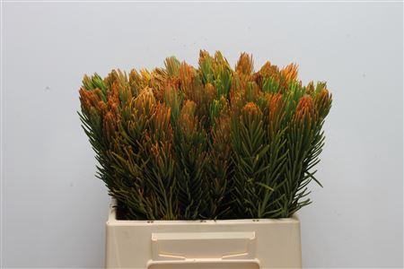 Retzia capensis