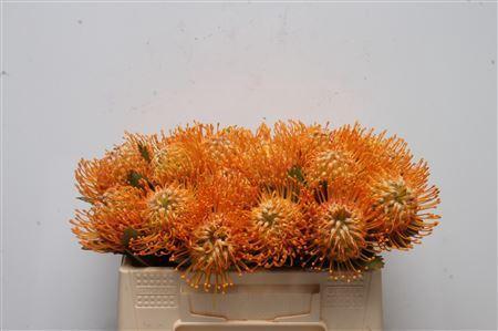 Leucospermum 'Soleil'