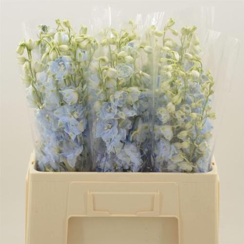 Delphinium Elatum Grp dubbelbloemig 'Dewi Boy'