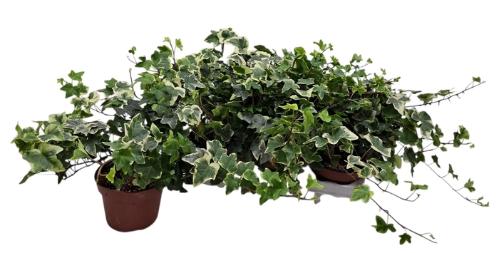 Hedera helix 'Tonny'