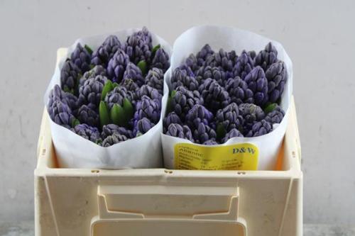Hyacinthus orientalis 'Atlantic'