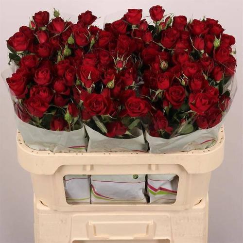 Rosa tros Red Trendsetter