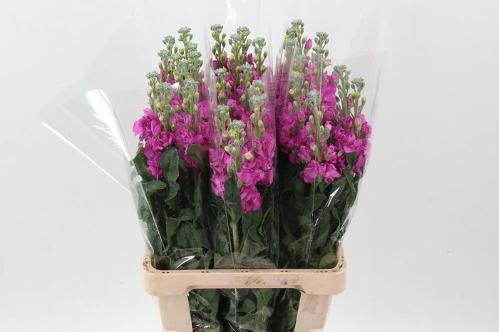 Matthiola incana 'Phantom Rose'