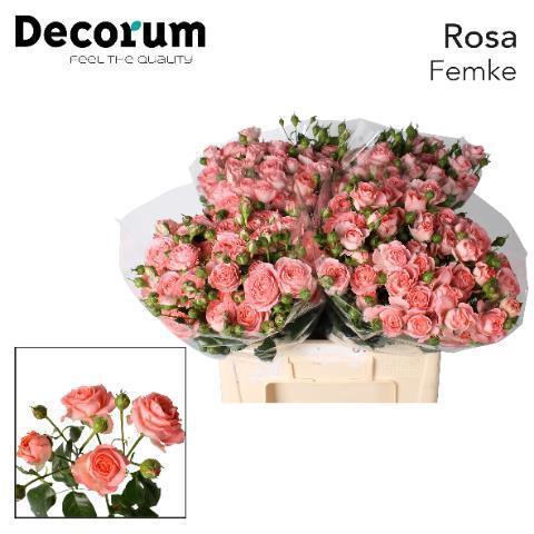 Rosa tros Femke