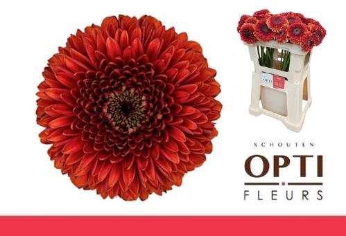 Gerbera mini bolvormig Pomponi Rizzo