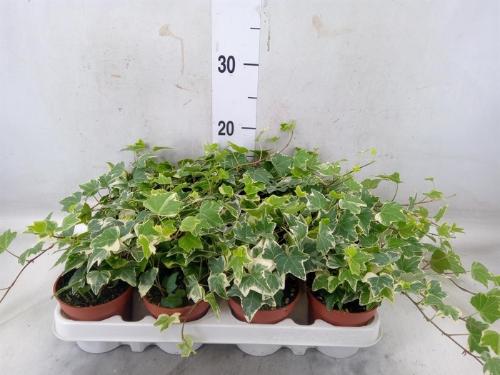 Hedera helix 'Eva'