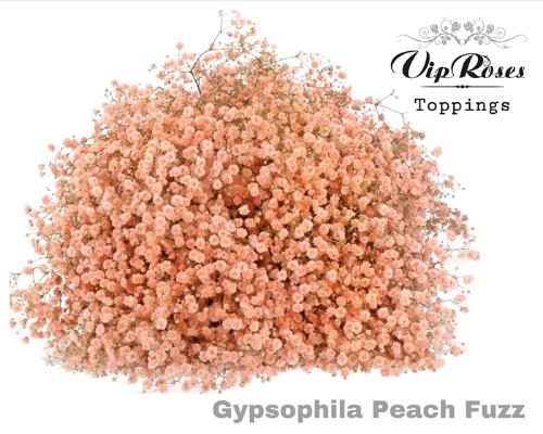 Gypsophila overig kleurbehandeld H%
