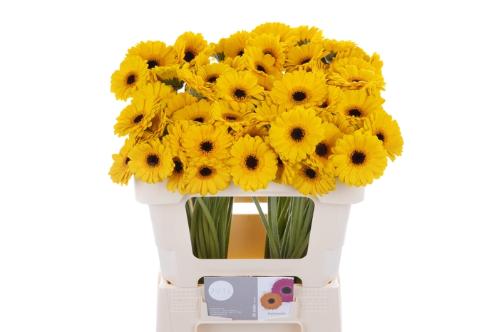 Gerbera mini Tweety