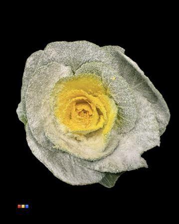 Brassica oleracea kleurbehandeld H%