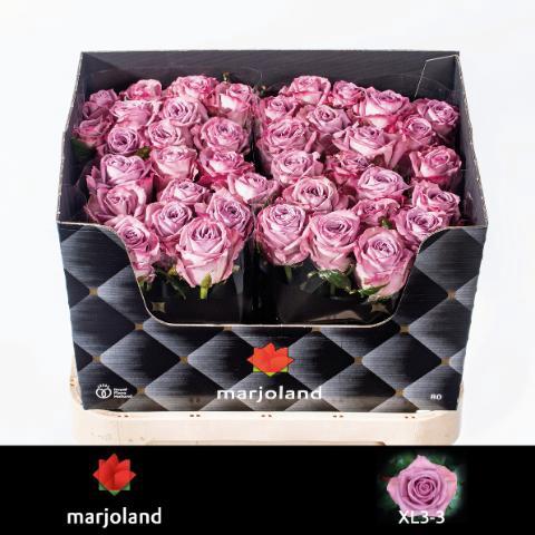 Rosa grootbloemig Nayeli!