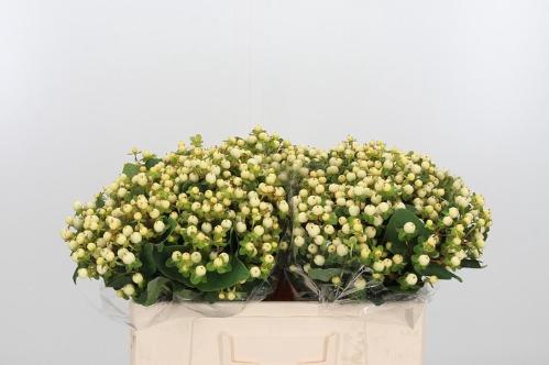 Hypericum x inodorum Magical Snowprince