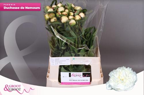 Paeonia Lactiflora Grp 'Duchesse de Nemours'