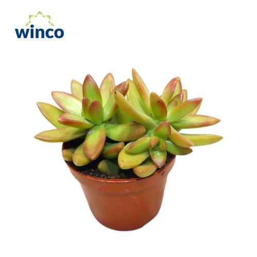 Sedum overig