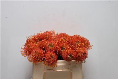 Leucospermum cordifolium 'Gold Dust'