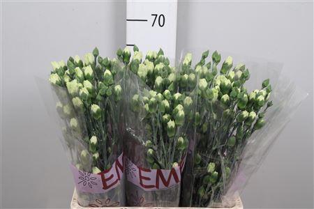 Dianthus tros Rascal Green