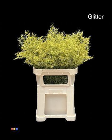 Limonium overig kleurbehandeld H%