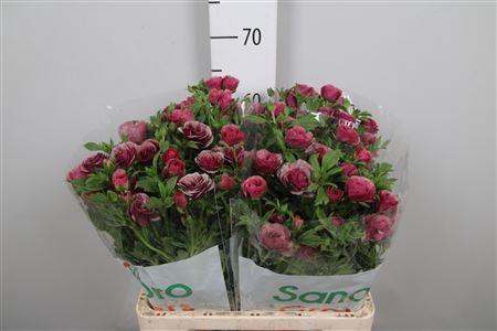 Ranunculus cortusifolius Magical Cinnamon