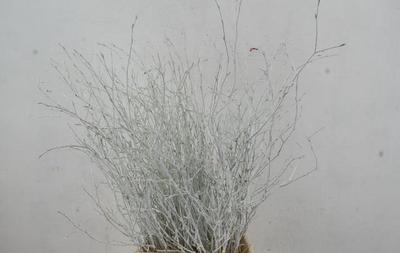 Betula per bos kleurbehandeld