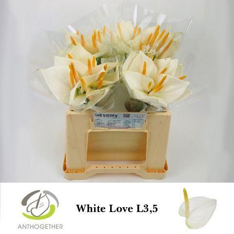 Anthurium (Andreanum Grp) White Love