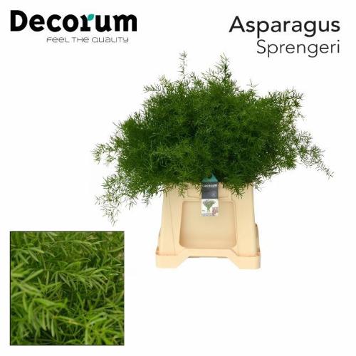 Asparagus densiflorus 'Sprengeri'