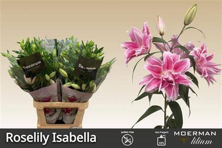 Lilium Oriental Grp Roselily Isabella