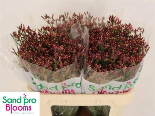 Limonium sinensis Scarlet Diamond