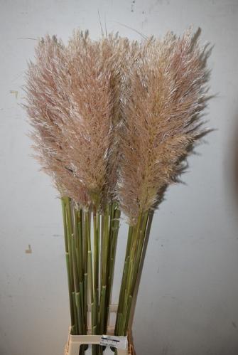 Cortaderia overig