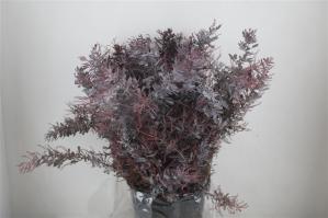 Acacia baileyana bloeiend per bos 'Purpurea'Dealbata Grp