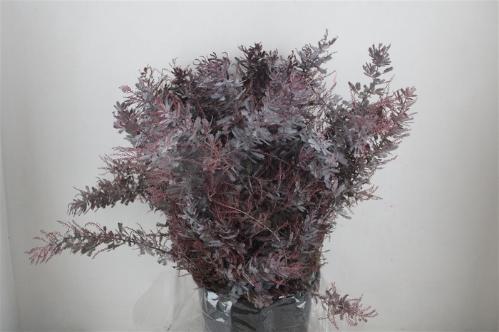 Acacia baileyana bloeiend per bos 'Purpurea'Dealbata Grp