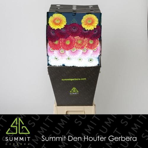 Gerbera mini bolvormig Bolero gemengd op rij