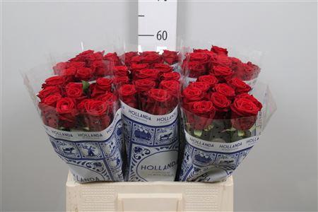 Rosa grootbloemig Red Naomi!