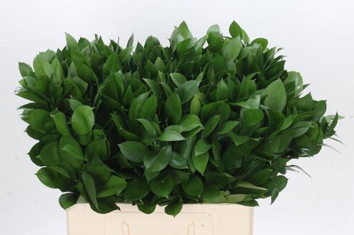 Ruscus hypophyllum (groot blad)