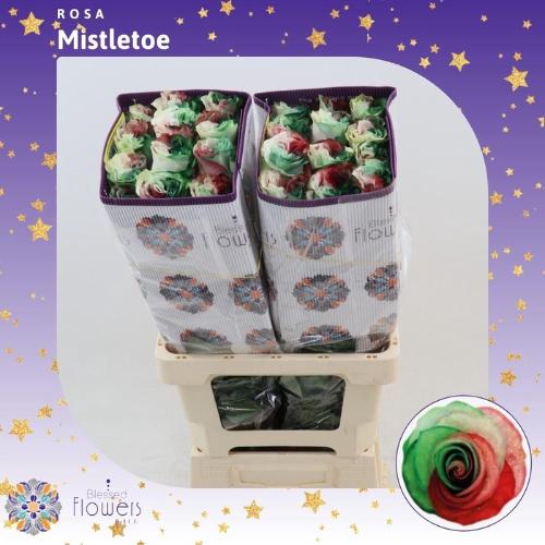 Rosa grootbloemig kleurbehandeld H%