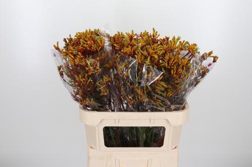 Anigozanthos 'Gold Fever'