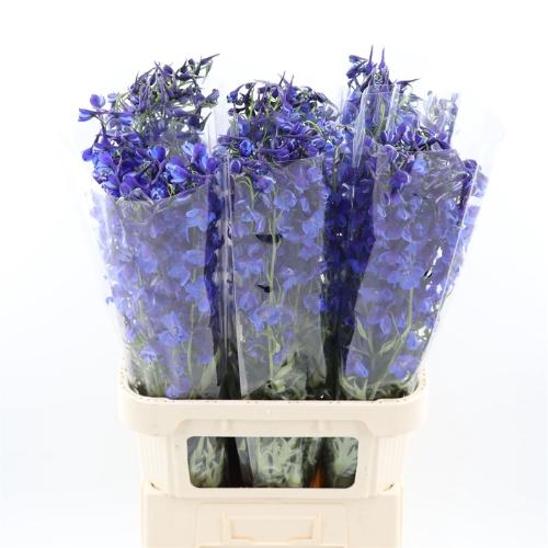 Delphinium enkelbloemig Deldonna Blue