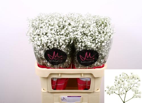 Gypsophila paniculata Xlence