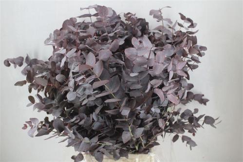 Eucalyptus cinerea kleurbehandeld per bos H%