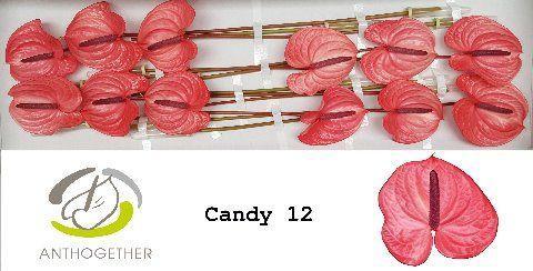 Anthurium Andreanum Grp Candy