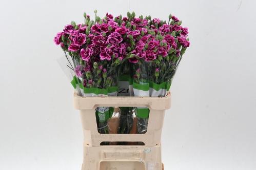 Dianthus tros overig